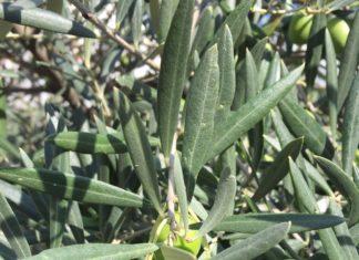 Olio extravergine di oliva, tutto quello che è necessario sapere