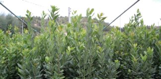 L’Alloro di Grottammare vuole il bollino europeo
