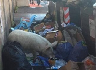 Bebè è un mito