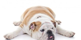 Cani e gatti sovrappeso, il segreto è lo psicologo