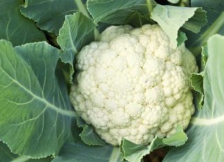 Cavolfiore, aumenta il costo di produzione ma scende il prezzo alla vendita