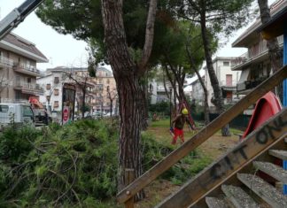 Grottammare, è partita la messa in sicurezza del verde stradale