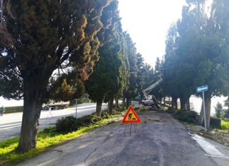 Cossignano, riqualificati il patrimonio arboreo e il verde pubblico