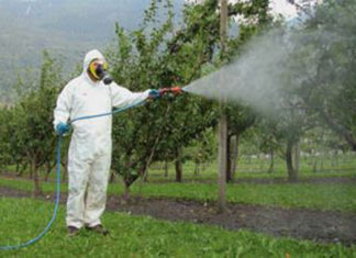 “Piano antizanzare” a Grottammare, interventi ogni dieci giorni