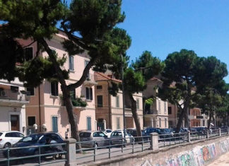 Pini in via Moretti, interviene il Pd: «Radici sepolte sotto una colata di cemento»