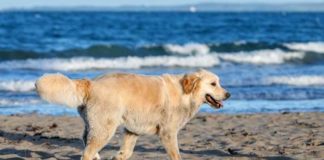 Cani in spiaggia, Del Zompo e Marzonetti: «Speriamo in un ampio consenso in Consiglio»