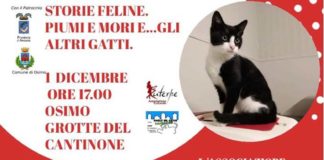 “Storie feline. Piumi e Mori”, ad Osimo la presentazione dell’antologia a sostegno del gattile