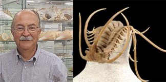 Museo Malacologico di Cupra, scoperte sei nuove conchiglie. Aperta sezione dedicata ai trilobiti