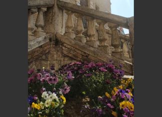 Ripatransone, cura del verde pubblico: piantine in dono ai cittadini