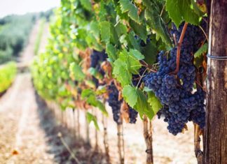 Viticoltura di precisione, seminario tecnico all’istituto “Celso Ulpiani” di Ascoli