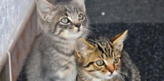 L’Amico Fedele, colonie feline: «Sterilizzazioni sospese da novembre per mancanza di organico»