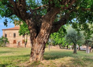 Il gelso, l’albero più saggio. Il mito di Piramo e Tisbe
