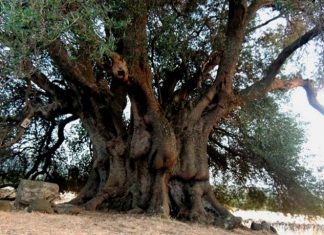 Incendi in Sardegna, l’olivastro Sa Tanca Manna si salverà. I patriarchi non muoiono mai