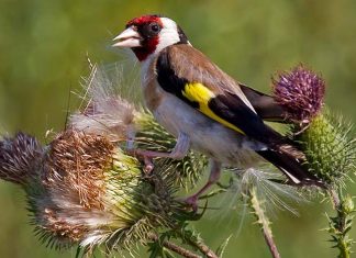 Il cardellino, bellissimo uccello festoso tra arte e leggenda
