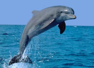 Anche i delfini stanno morendo a causa della guerra