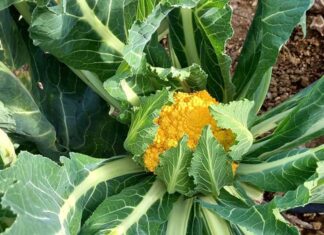 Monsampolo, primi cavolfiori romaneschi arancioni negli “Orti degli Anziani”