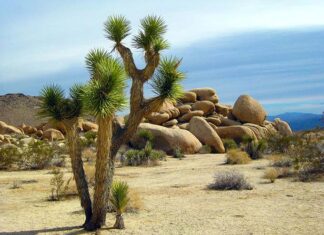 La yucca brevifolia e le sue simbologie