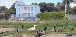 Furto nel nido delle anatre dell’Albula, sparite 14 uova: «Un’azione barbarica e irrispettosa»