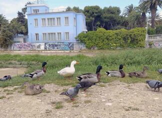 Furto nel nido delle anatre dell’Albula, sparite 14 uova: «Un’azione barbarica e irrispettosa»