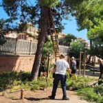 Grottammare, crollo di un ramo nella pineta Ricciotti: ripristinata la sicurezza
