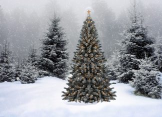 Le piante delle festività natalizie