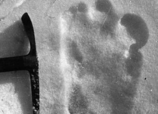 Lo Yeti è solo un orso
