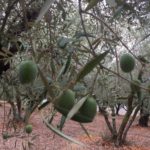 Olio_extravergine_oliva