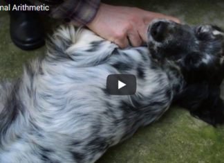 Re-Animal Arithmetic