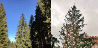 Spelacchio è morto. Viva Spelacchio