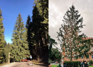 Spelacchio è morto. Viva Spelacchio