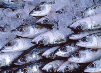 La grande truffa del pesce congelato