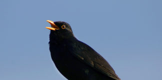 I giorni della merla