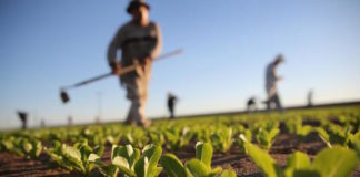 Per coltivare la terra non basta più soltanto una zappa. Ci vuole il cervello