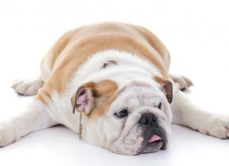 Cani e gatti sovrappeso, il segreto è lo psicologo