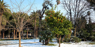 Neve in Riviera, ora c’è il rischio gelate