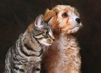 Cane e gatto, ben oltre l’amicizia. I numeri parlano da soli…