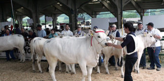 XXXIV Raci, attenzione puntata sulla mostra nazionale dei bovini di razza marchigiana