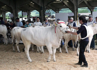 XXXIV Raci, attenzione puntata sulla mostra nazionale dei bovini di razza marchigiana