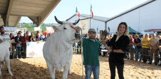 XXXIV Raci, è Bella la Best in Show della mostra nazionale dei bovini di razza marchigiana