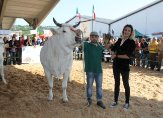 XXXIV Raci, è Bella la Best in Show della mostra nazionale dei bovini di razza marchigiana