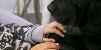 Un aiuto a quattro zampe