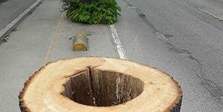 Taglio degli alberi in via Pasubio, interviene Ambiente e Salute nel Piceno