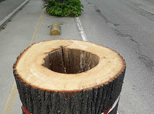 Taglio degli alberi in via Pasubio, interviene Ambiente e Salute nel Piceno