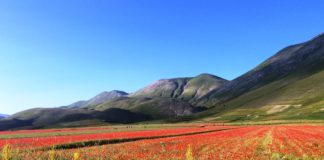 La fioritura di Castelluccio, una voce poetica della terra