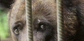 L’orsa Kvitka, dall’inferno alla libertà. Una storia a lieto fine