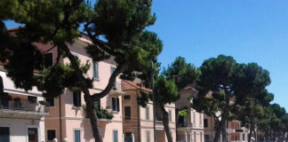 Pini in via Moretti, interviene il Pd: «Radici sepolte sotto una colata di cemento»