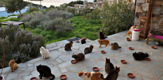 Alla ricerca di un custode per il “Paradiso dei gatti”