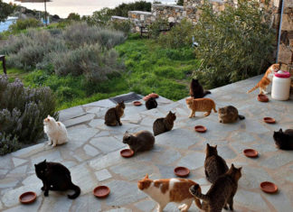 Alla ricerca di un custode per il “Paradiso dei gatti”