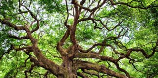 “Ce senti cerqua?” Modi di dire, modi di essere