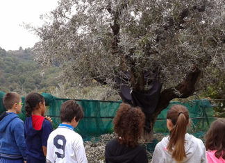 “Giornata Nazionale della Camminata tra gli Olivi”, dall’arte ai nostri giorni